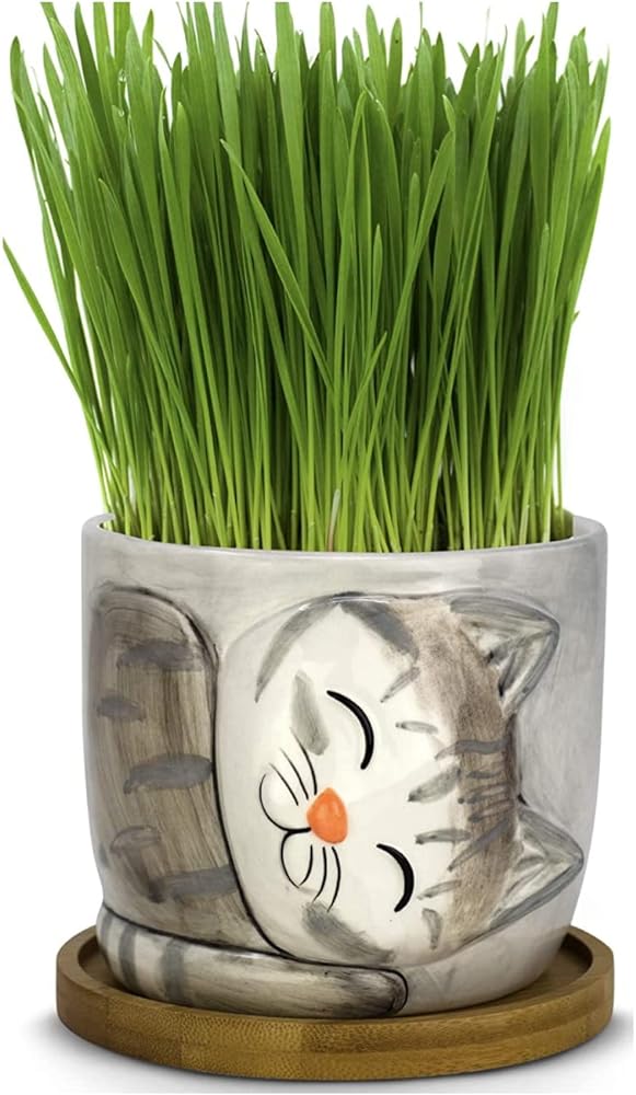 Window Garden Cute Pot Cat Grass Growing Kit - Includes Organic Wheatgrass Seeds, Soil, and Kitty Pot Planter - Indoor Grow Kit with Cute Cat Design Pot - Cat, Cat Lover Gifts, Garden Gift