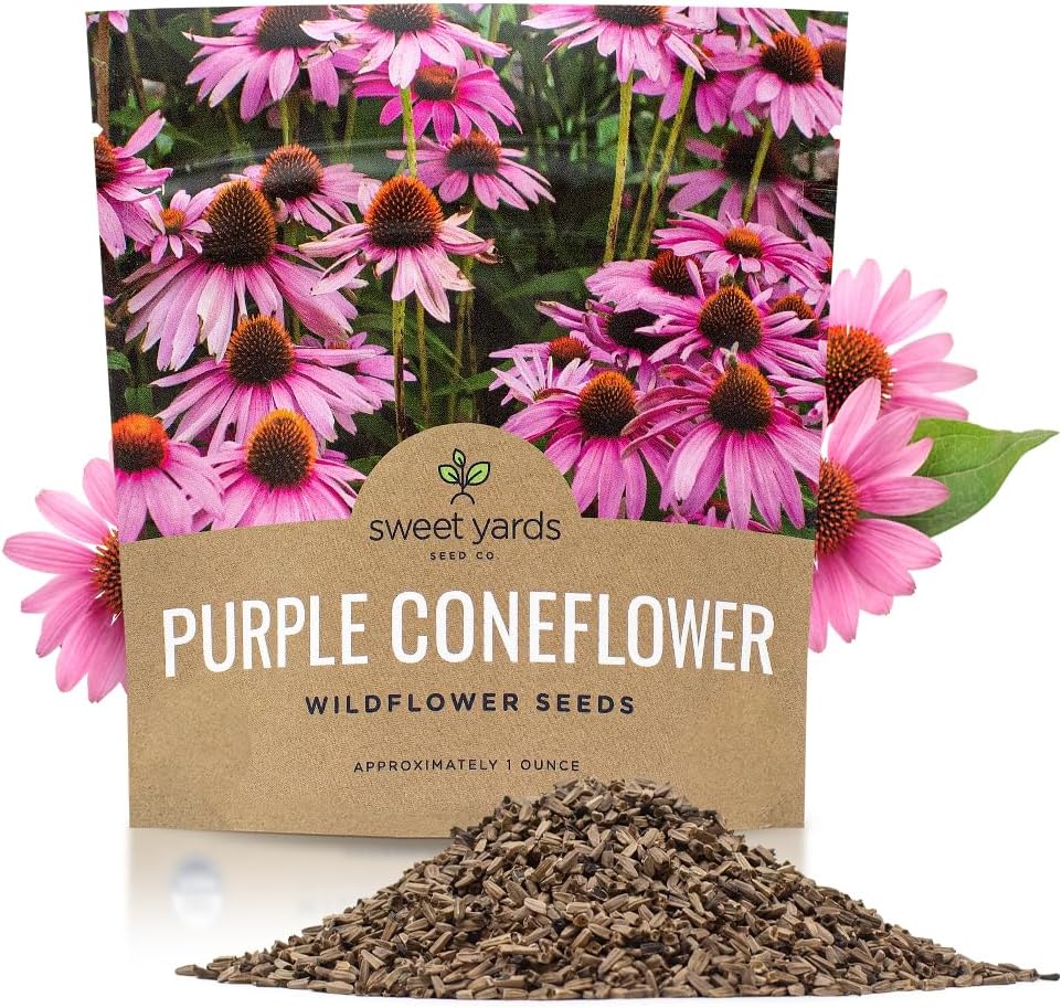 Purple Coneflower Seeds  Extra Large Packet  Over 3,000 Open Pollinated Non-GMO Wildflower Seeds  Echinacea purpurea