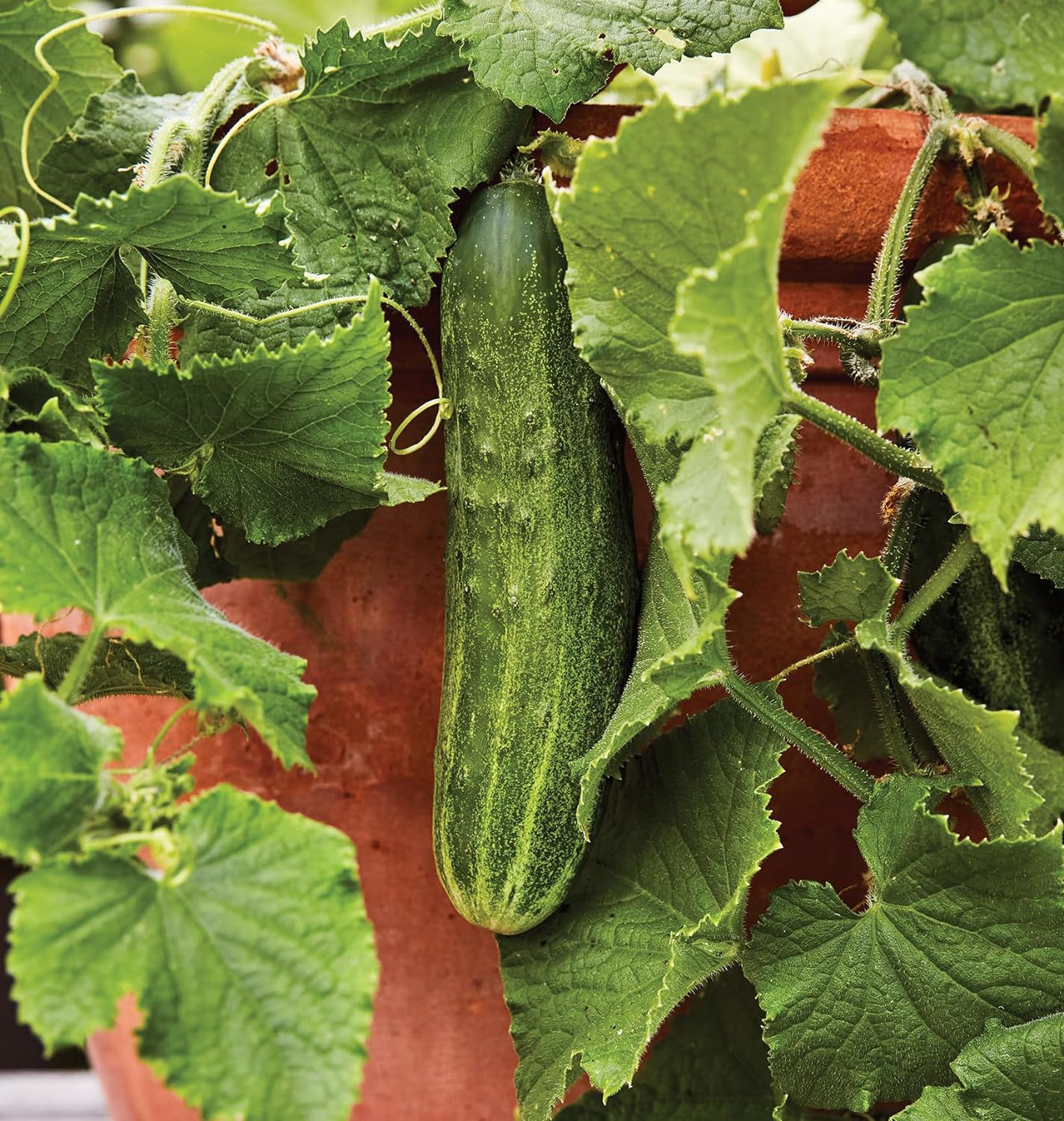 Burpee 'Bush Champion' Slicing Cucumber Seeds, 60 Non-GMO seeds, Container Friendly, Burpee Exclusive