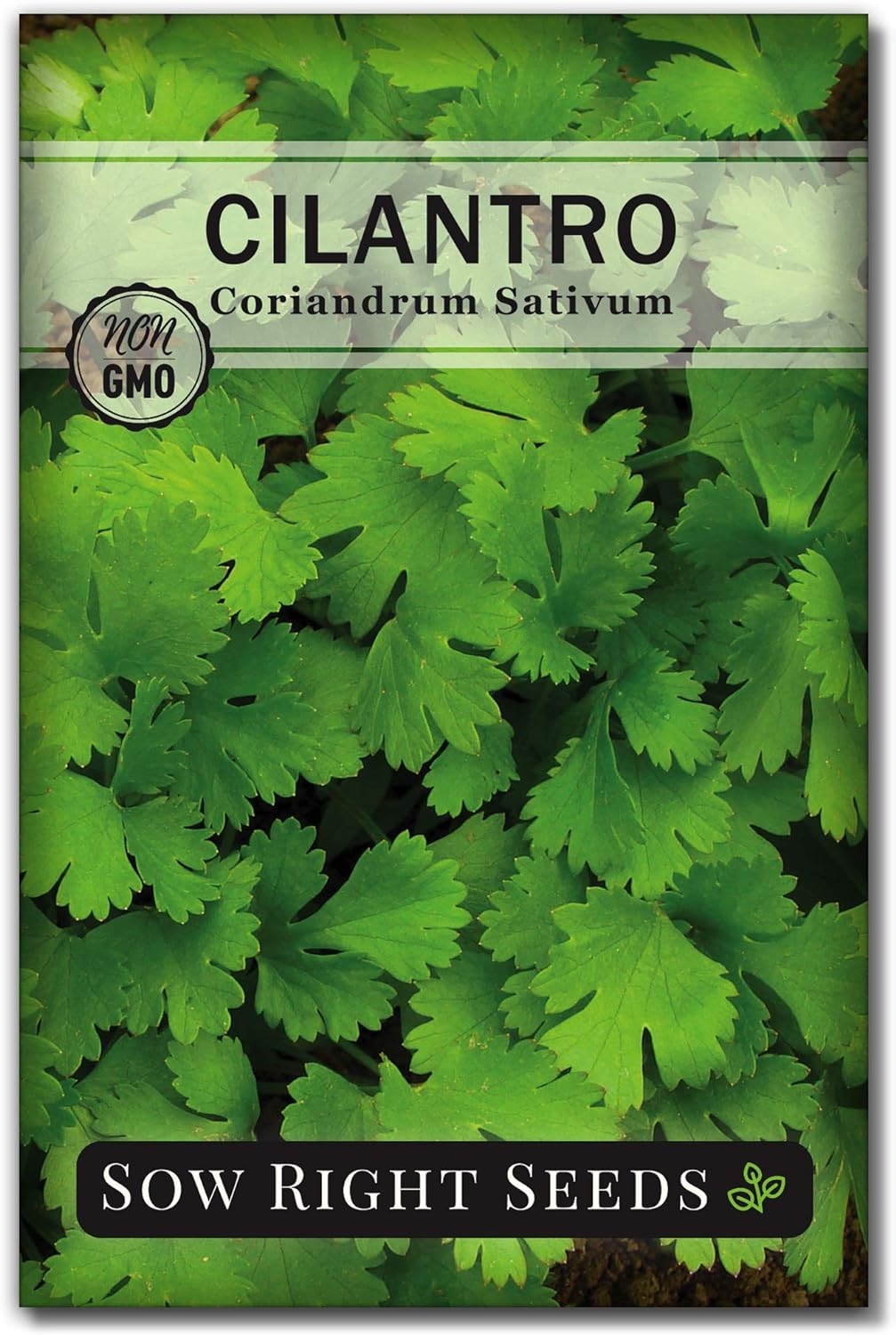 Sow Right Seeds - Cilantro Seeds for Planting - Non-GMO Heirloom Packet with Instructions to Grow a Kitchen Herb Garden - Great Addition to Your Cooking - Make Coriander Seasoning - Zesty Herb (1)