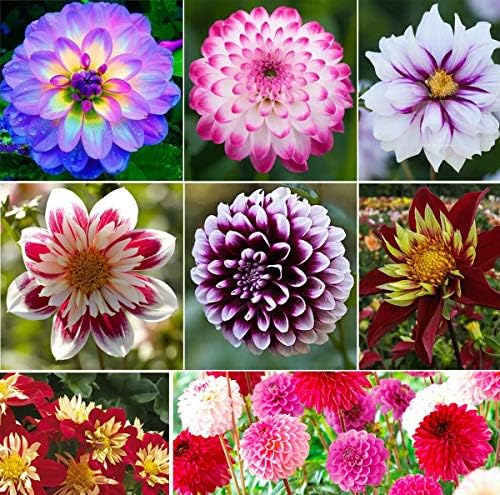 S-pone 100  Rare Mix Dahlia Pompon Flower Seeds Variabilis Beautiful Annual Outdoor