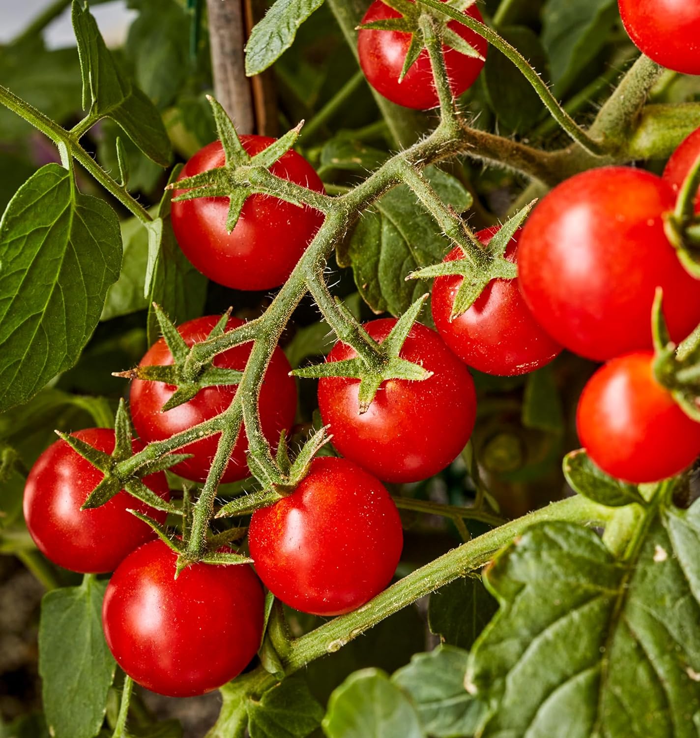 Burpee 'Sweetheart of the Patio', Red Cherry Tomato, 10 Non-GMO Seeds