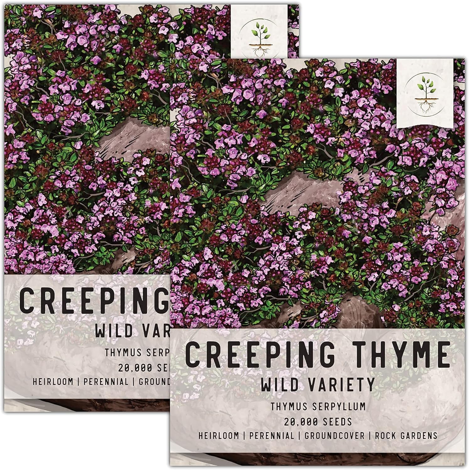 Seed Needs, Wild Creeping Thyme Seeds for Planting (Thymus serpyllum) Heirloom & Open Pollinated - Great for Use as Groundcover (2 Packs)