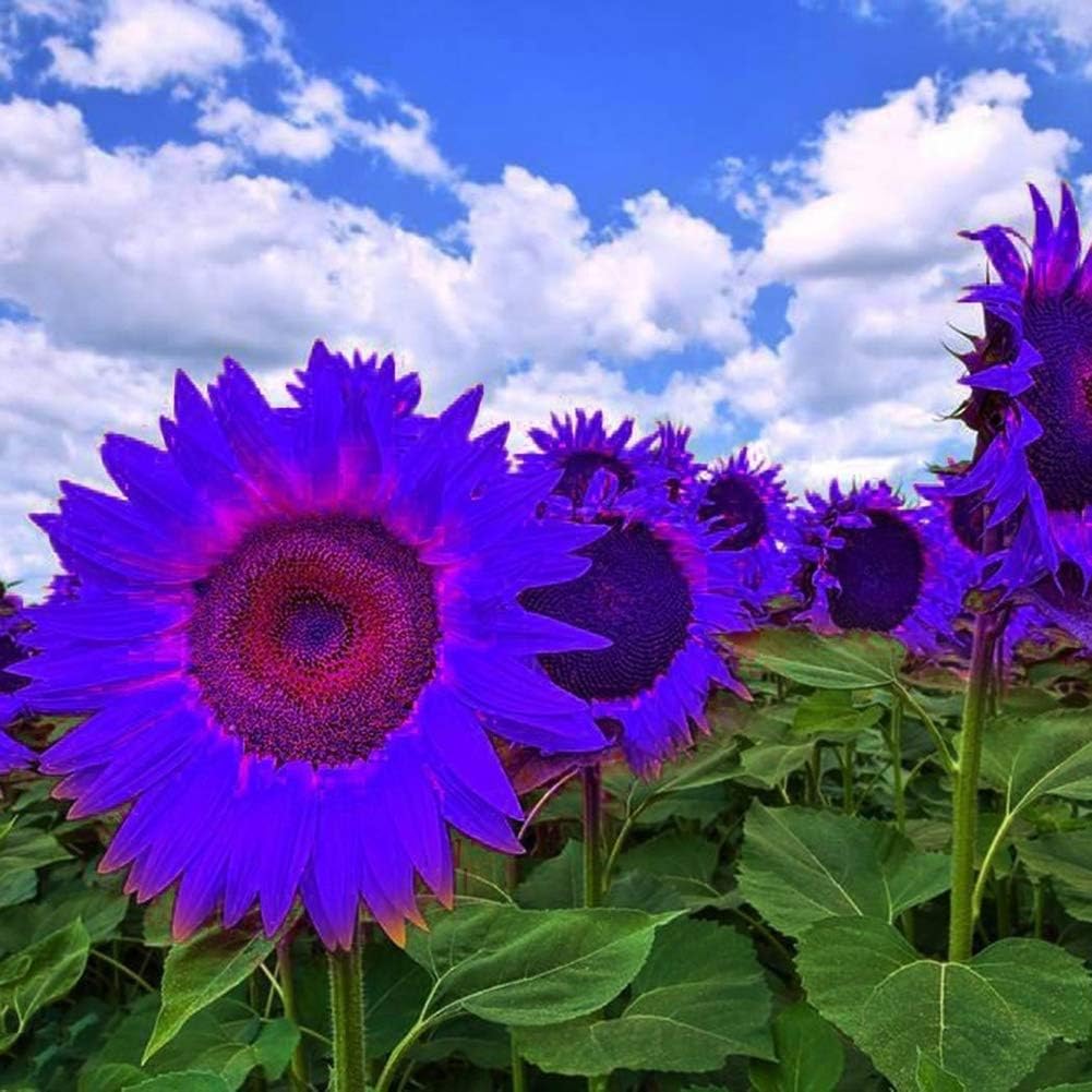 Sunflower Seeds to Plant Purple Sunflower Seeds Ornamental Plant Home Garden Yard Farm Office Decor Non-GMO Seeds Purple Sunflower Seeds