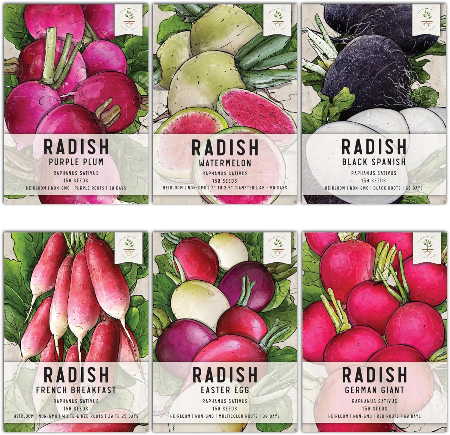 Seed Needs, Multicolor Radish Seed Packet Collection (6 Individual Varieties of Radish Seeds for Planting) Non-GMO & Untreated