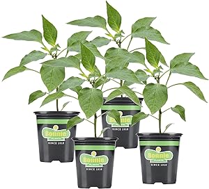 Bonnie Plants Sweet N' Heat Pepper Plant Kit (4-Pack), Live Plants, Heavy Yielding Plants, Green Bell, Jalapenos, Banana & Habanero Peppers