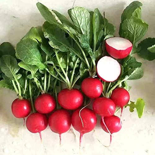 Cherry Belle Radish Seeds - 500  Non-GMO Heirloom, Fast Growing, Round, Red, Crisp Radishes - Great for Salads, Sandwiches, and More