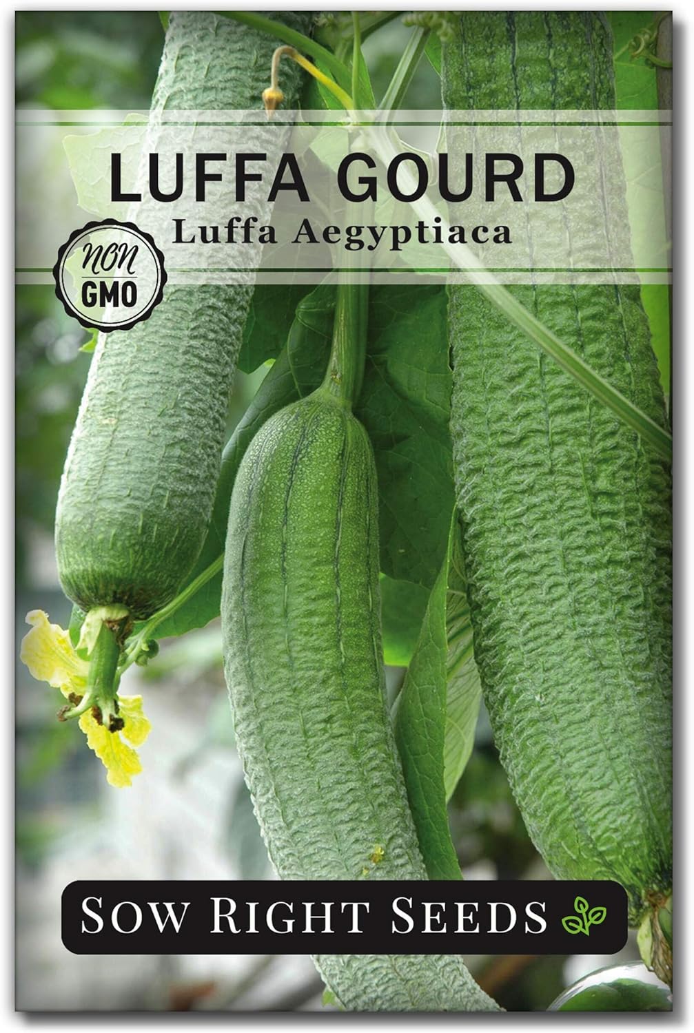 Sow Right Seeds - Luffa Gourd Seed for Planting - Non-GMO Heirloom Packet with Instructions to Plant a Home Vegetable Garden - Grow Your Own Loofah Sponge at Home - Show Off Unique Gourds (1)