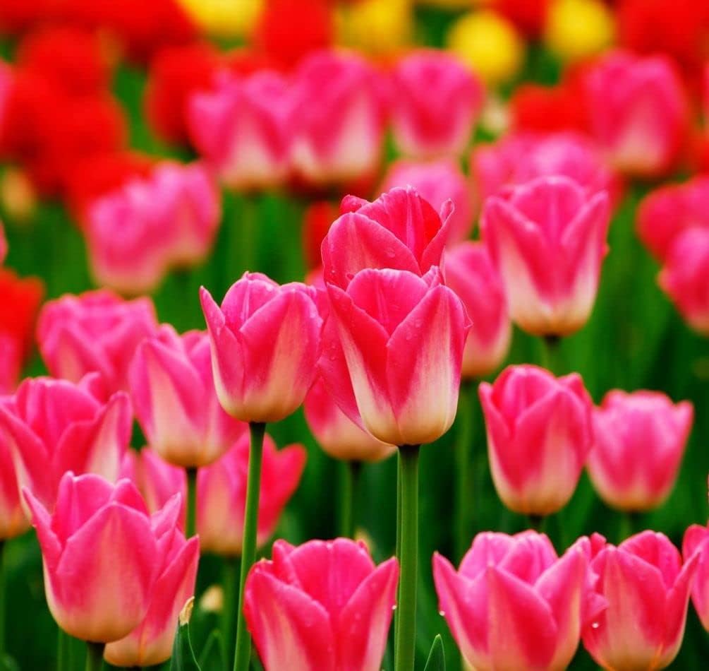 Rare Tulip Flower Seeds Perennial Potted Plants Tulip Flower