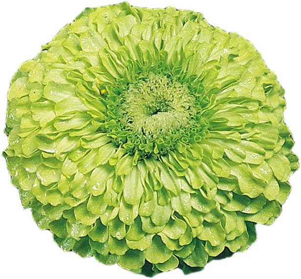 Burpee Tequila Lime Zinnia Seeds 50 seeds