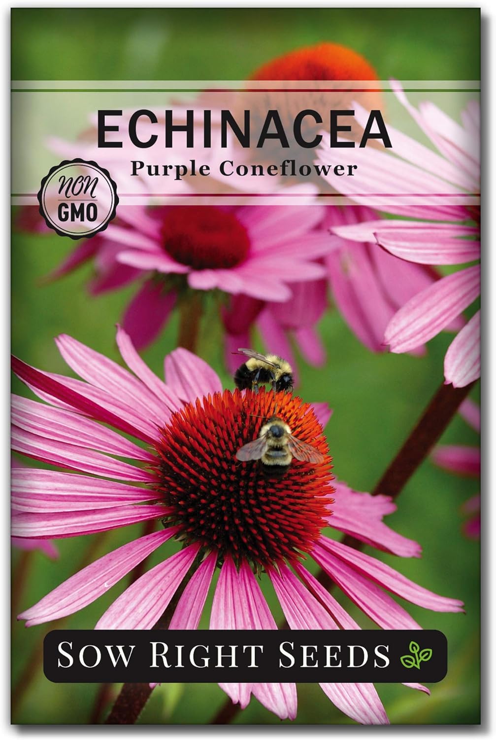 Sow Right Seeds - Purple Coneflower/Echinacea Flower Seeds for Planting - Non-GMO Heirloom - Plant for an Herbal Tea Garden - Attract Pollinators - Great Cut and Come Back Flower (1)