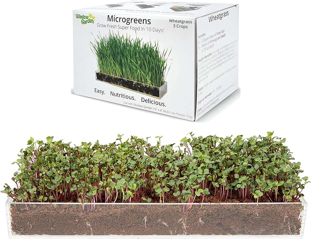 Microgreens Grow Kit - Includes Microgreen Seeds, Fiber Soil, Acrylic Growing Tray, Sprayer Bundle with Microgreen Organic Wheatgrass 3 Pack Refill  Use with Grow n Serve Kit, Multi-Use 15 x 6