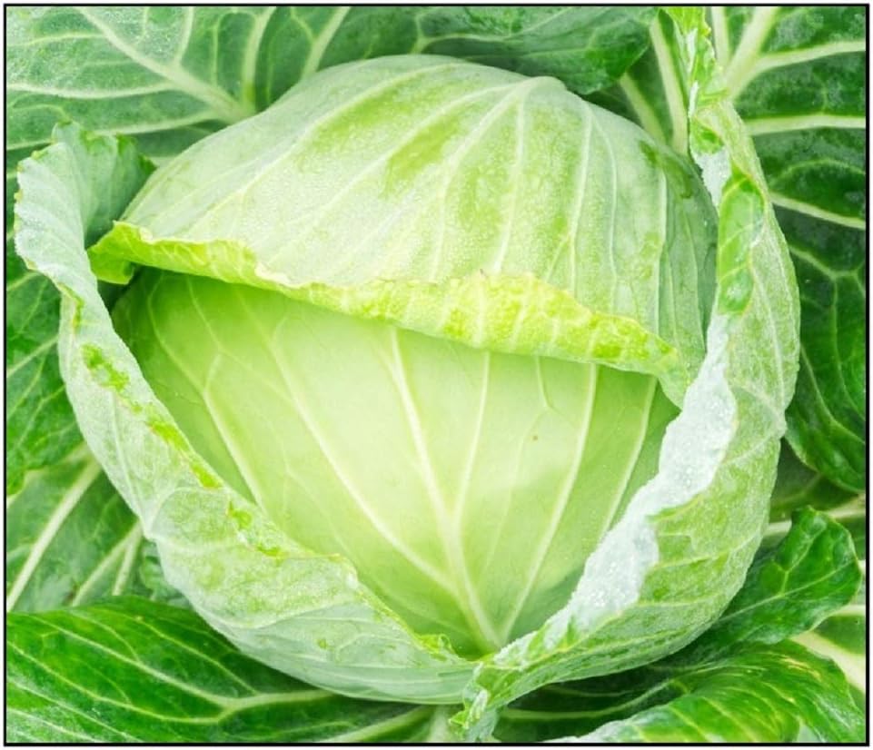 250 Golden Acre Cabbage Seeds | Non-GMO | Fresh Garden Seeds