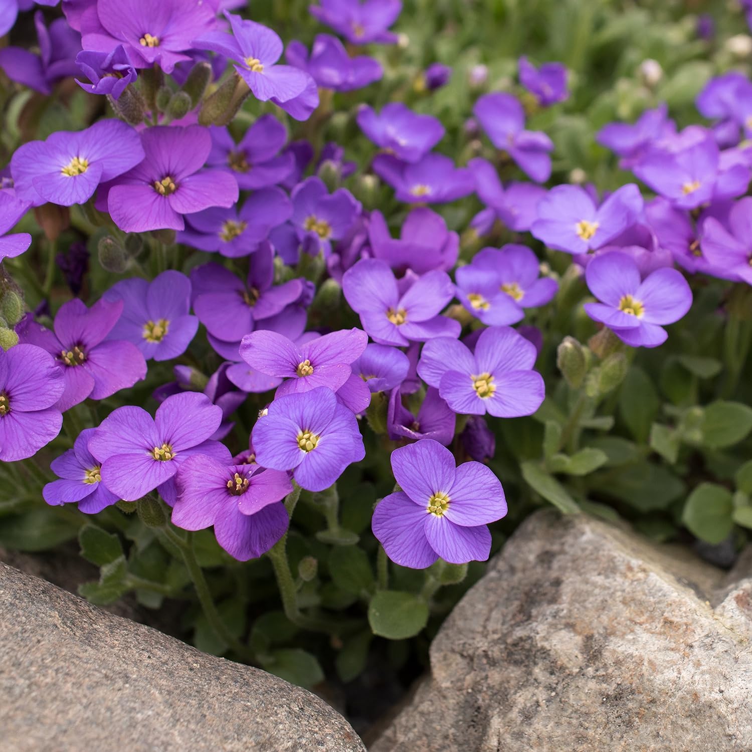 Outsidepride 1000 Seeds Annual Blue Phlox Flower Seeds for Planting