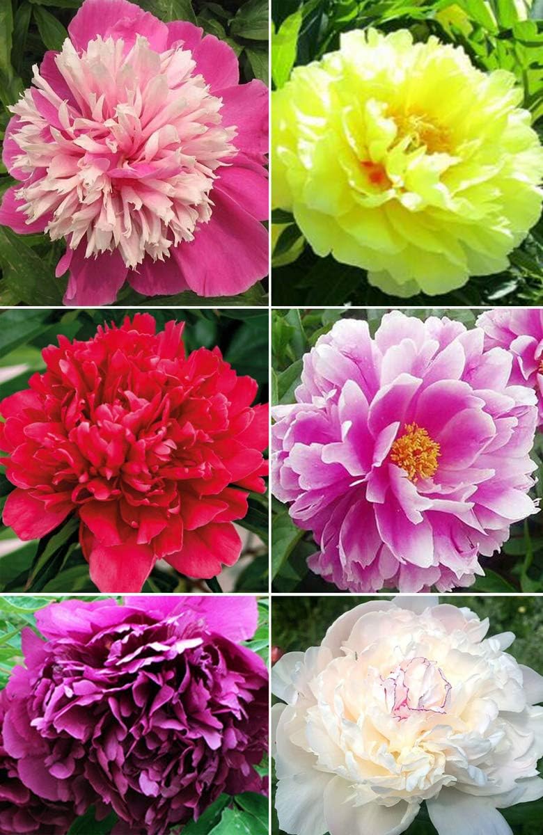 20  Mixed Peony Flower Seeds Double Beautiful Perennial Bonsai Plant Garden