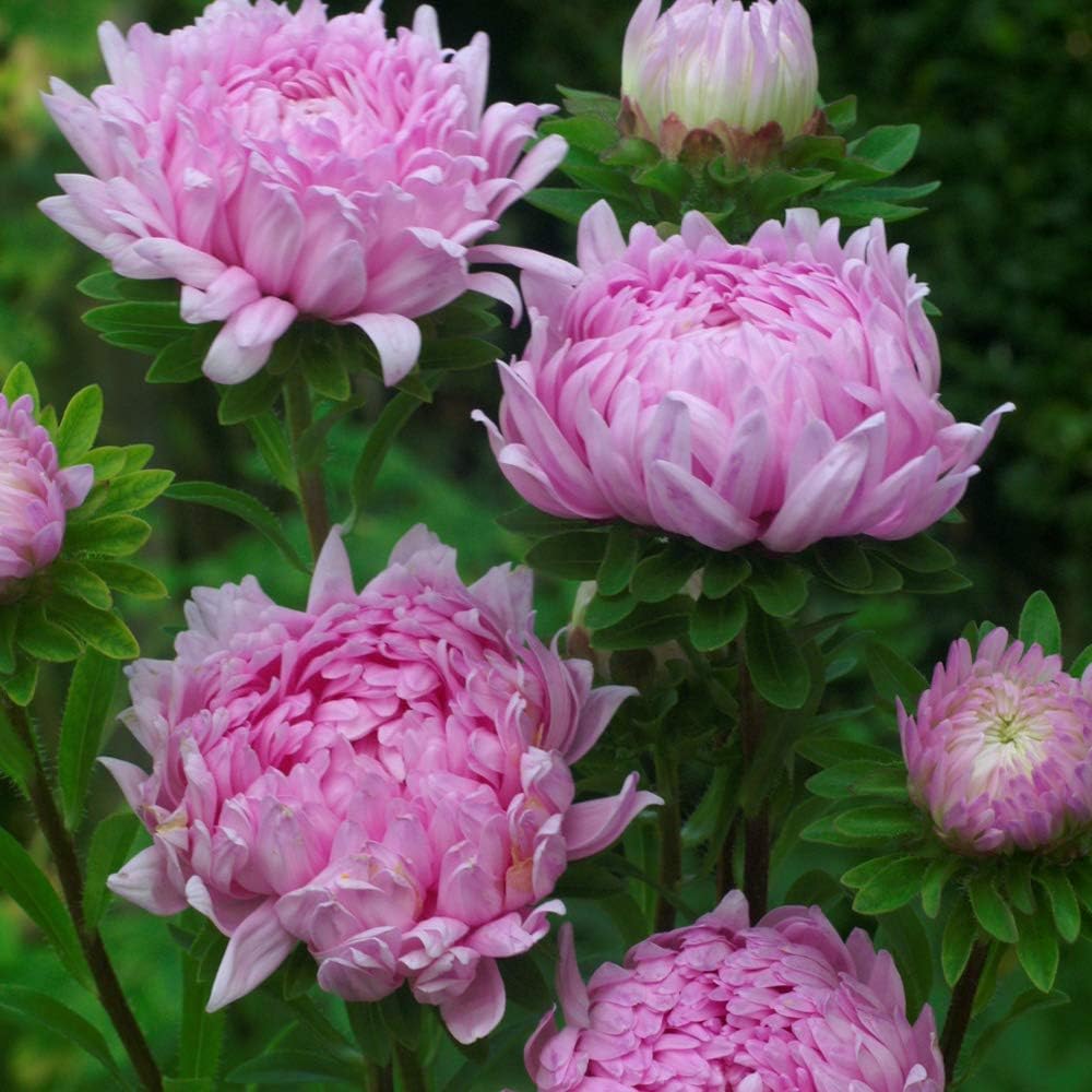 Outsidepride 1000 Seeds Annual Callistephus Coral-Rose Tall Paeony Duchess Aster Flower Seeds for Planting